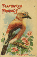 Load image into Gallery viewer, Feathered Friends (Father Tuck's "Panorama" Series) (code no. 7000)