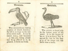 Load image into Gallery viewer, The Child's Book About Birds.