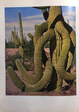 Load image into Gallery viewer, Walt Disney&#39;s Living Desert [Inscribed by Walt Disney]
