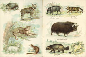 North American Animals